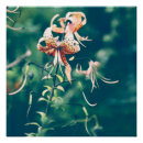 Recherche de de tigre posters Fleurs