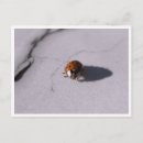 Recherche de écologie cartes postales Coccinelle