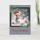 Zoek naar jack russell kaarten Sneeuw