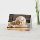 Zoek naar zieke kat kaarten Schattig