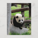 Recherche de de panda amour cartes postales Mignon