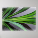 Recherche de feuillu posters Plante