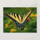 Recherche de papillon à queue jaune cartes postales Épaisse