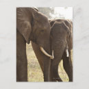 Recherche de éléphant africain cartes postales Faune