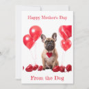 Recherche de bouledogue francais Mignon