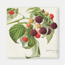 Recherche de blackberry magnets Fruit