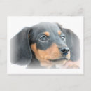 Recherche de daschund posters Chiot