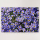 Zoek naar asters puzzels Paars