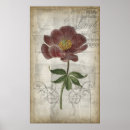 Recherche de cartouche posters Botanique