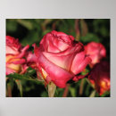 Recherche de rose de thé hybride S'est levé