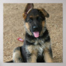 Zoek naar duitse herdershond posters Puppy