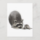Recherche de cute raccoon cartes postales Boisé
