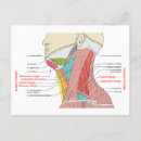 Recherche de antérieur Anatomie