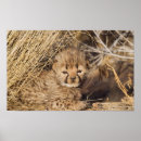 Recherche de jubatus posters Guépard