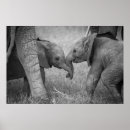 Recherche de éléphant africain posters Afrique du kenya