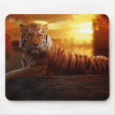 Recherche de tigre du bengale tapis souris Gros chats
