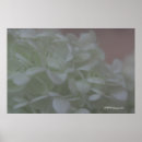 Recherche de hortensia rose posters Fleur