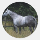 Recherche de thoroughbred autocollants Debout