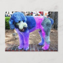 Zoek naar poedel hond briefkaarten Schattig