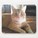Recherche de mannois Chat
