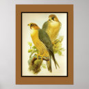 Recherche de john gould posters Vintage