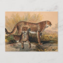 Recherche de zoologique cartes postales Zoologie