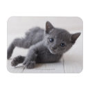 Recherche de de chaton magnets Animaux