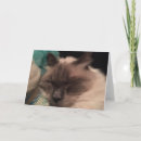 Recherche de somnolent vœux cartes Chat