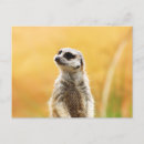 Zoek naar meerkats briefkaarten Schattig