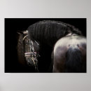 Recherche de friesian posters Stallion