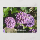 Recherche de fushia posters Rose