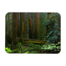 Recherche de wood magnets Bois