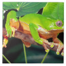 Recherche de grenouille carreaux Faune