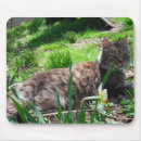 Recherche de narcisse tapis souris Jardin
