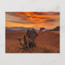 Zoek naar camel briefkaarten Egypt