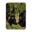 Recherche de gorille de montagne magnets En voie de disparition