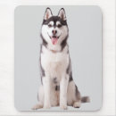 Recherche de sibérie tapis souris Husky de sibérie