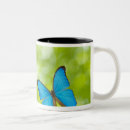Recherche de composition tasses Composé numérique