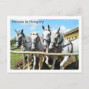 Recherche de beaux chevaux cartes postales Animal
