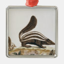 Zoek naar knaagdieren ornamenten Zoogdier