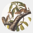 Recherche de écureuil gris autocollants Faune