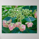 Recherche de hortensia rose posters Hortensias