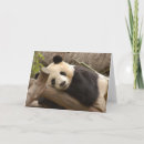 Recherche de panda géant vœux cartes Enfants
