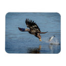 Recherche de aigle magnets Ailes