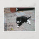 Recherche de photo de chat cartes postales Chatte