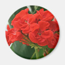 Recherche de géranium rouge Floral