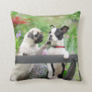 Recherche de de chiot de carlin coussins Mignon