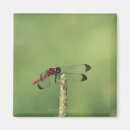 Recherche de honshu magnets Horizontal
