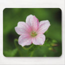 Recherche de géranium tapis souris Nature