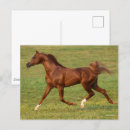 Recherche de étalon cartes postales Animal